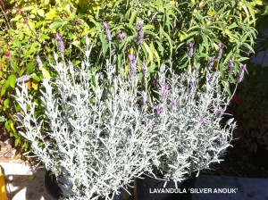 Lavandula 'Silver Anouk' 1